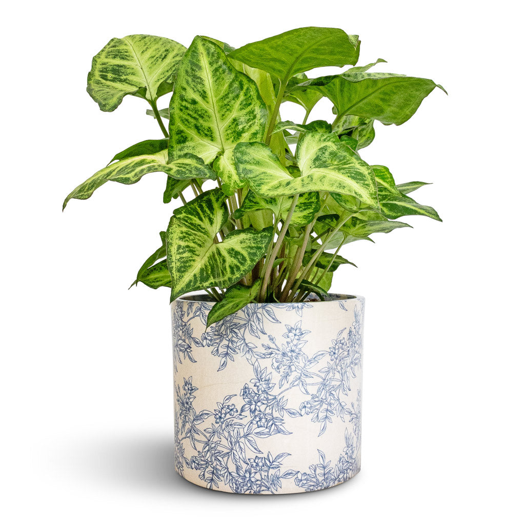 Syngonium nephthytis Arrow - Arrow Plant &amp; Lazzaro Plant Pot - Vintage Foliage