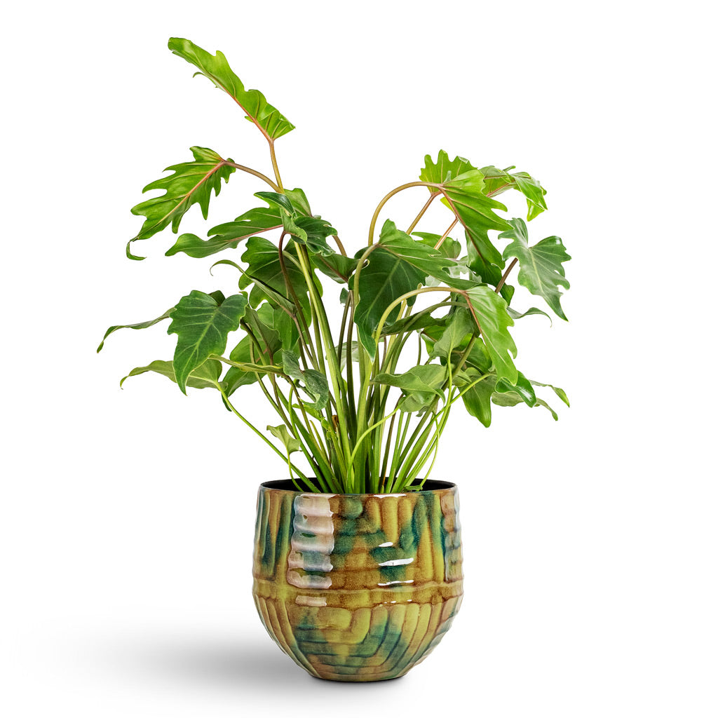 Thaumatophyllum Xanadu - 19x60cm House Plant In Mette Metal Pot Marrakesh - 25x22cm
