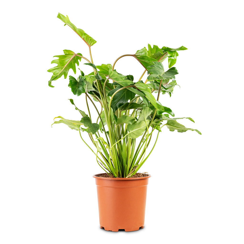 Thaumatophyllum Xanadu House Plant