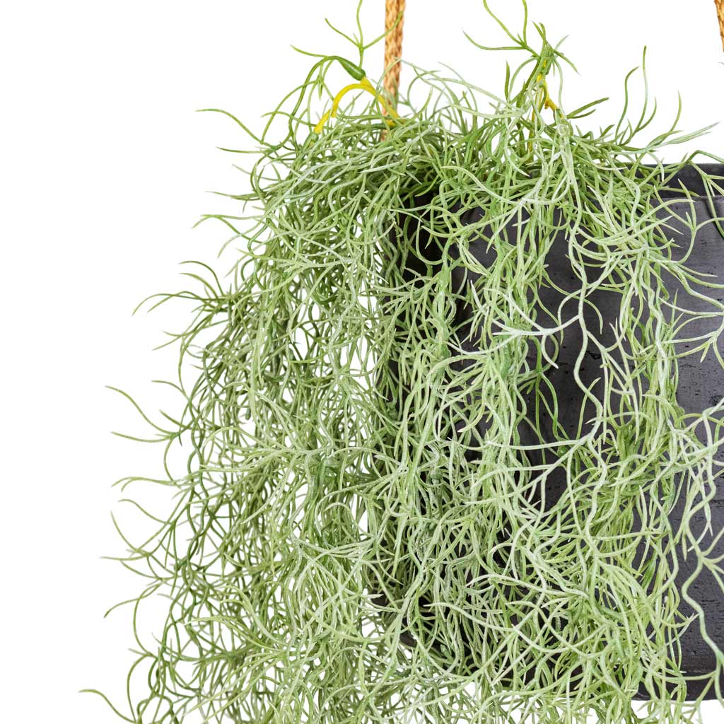 Tillandsia Hair Bush Artificial In  Patt Hanging Pot Black Washed Close Up 