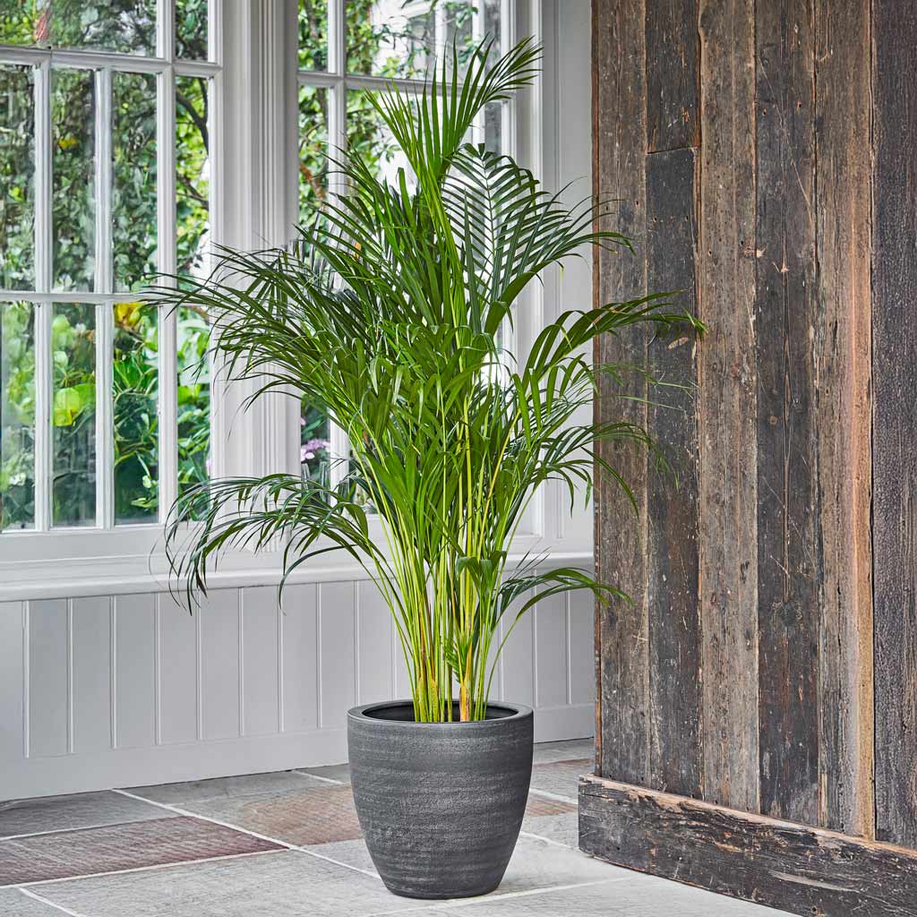 Areca Palm In Toulouse Planter Anthracite