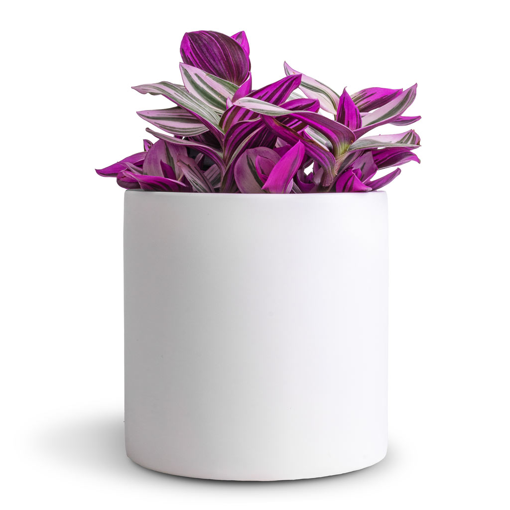 Tradescantia albiflora Nanouk - Fantasy Venice & Puk Essentials Planter - Matt White