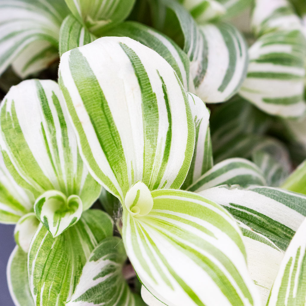 Tradescantia zebrina Brightness - 12x15cm & Lindy Plant Pot Black Green - 16x13cm