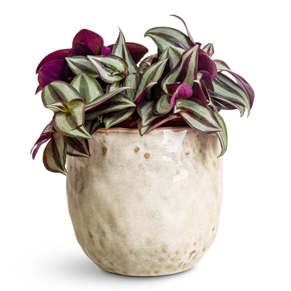 Tradescantia zebrina - 12x15cm In Brian Pot Ivory - 14x13cm