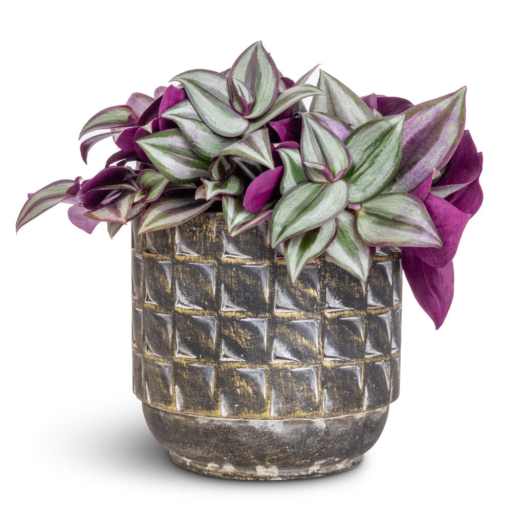 Tradescantia zebrina - Inch Plant