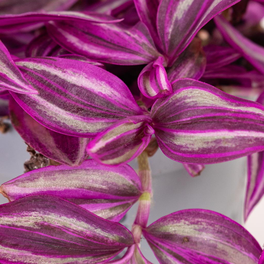 Tradescantia zebrina Pink Paradise 20x30cm House Plant In Maxim Pot Shiny Sand 24x22cm