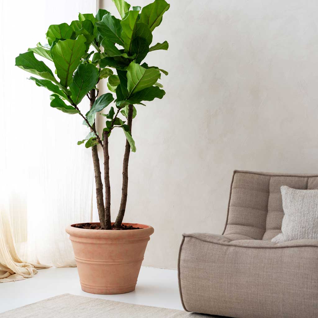 Treasure Kyra Planter - Brick Orange & Fiddle Leaf Fig