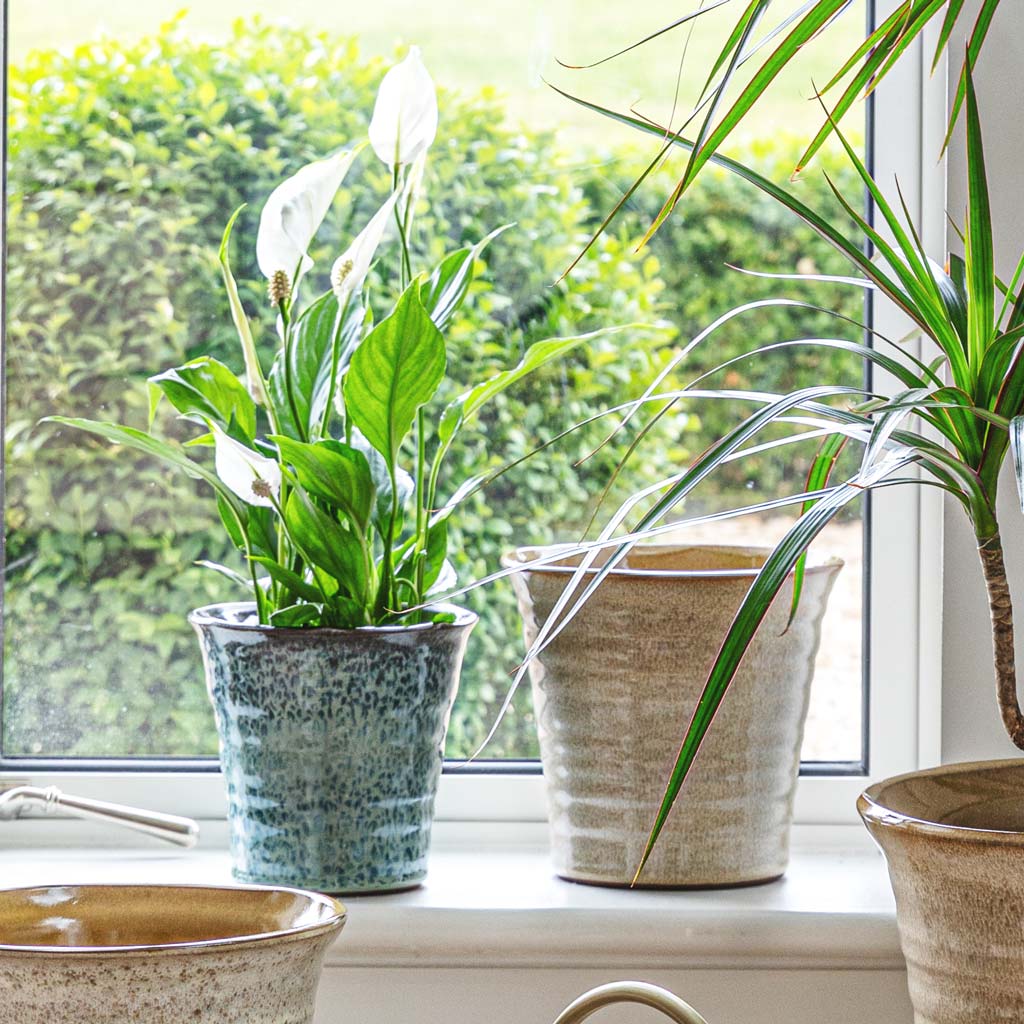 Peace Lily In Vallo Plant Pot Sea Blue 
