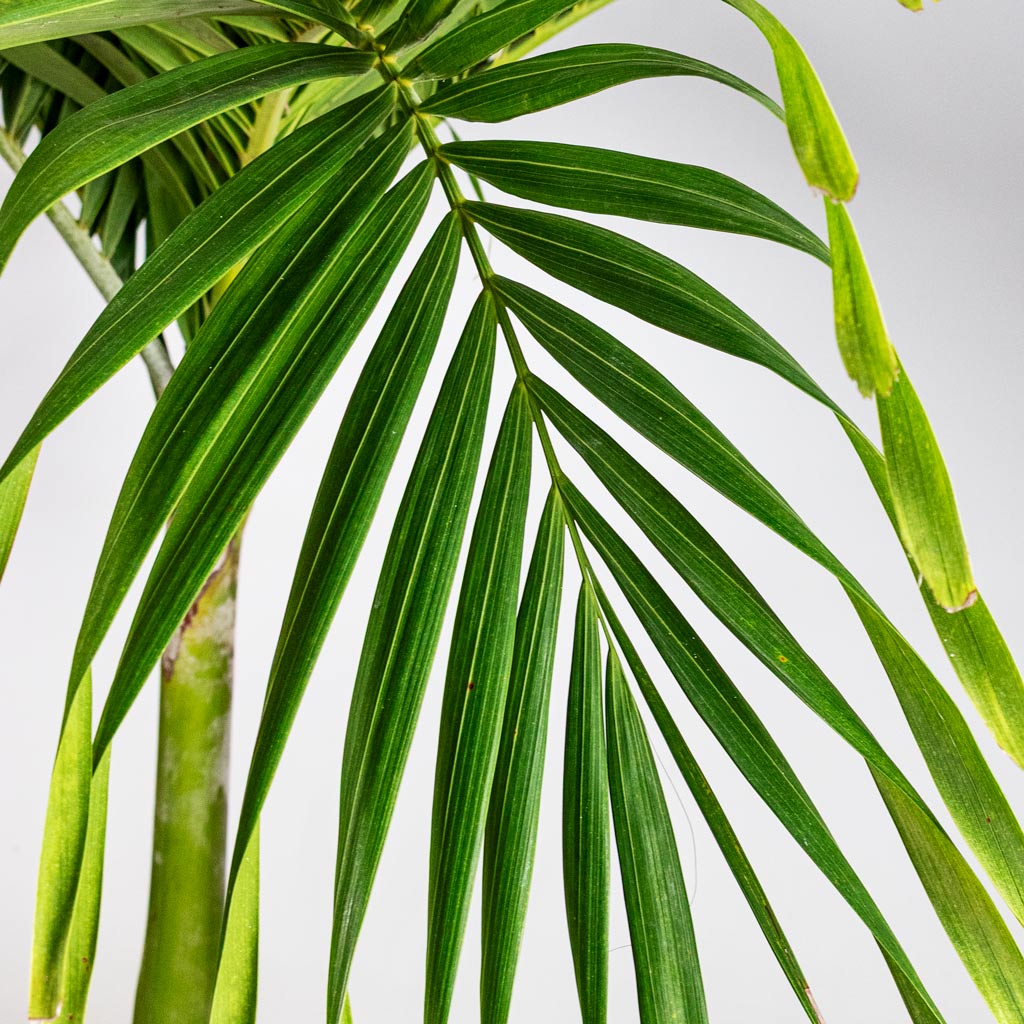 Veitchia merrillii Christmas Palm 35x170cm House Plant In Sandora Couple Green 55x48cm