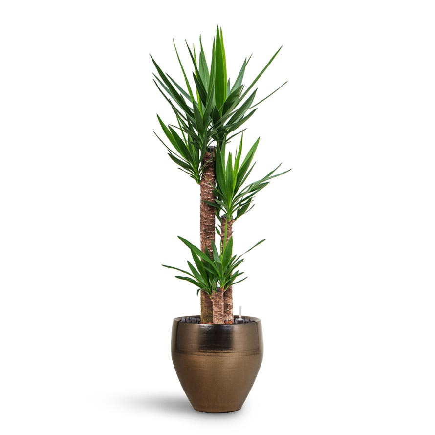 Yucca - HydroCare