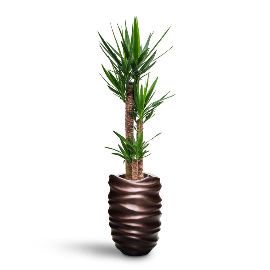 Yucca - HydroCare