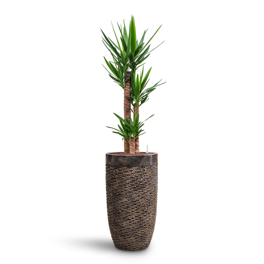 Yucca - HydroCare