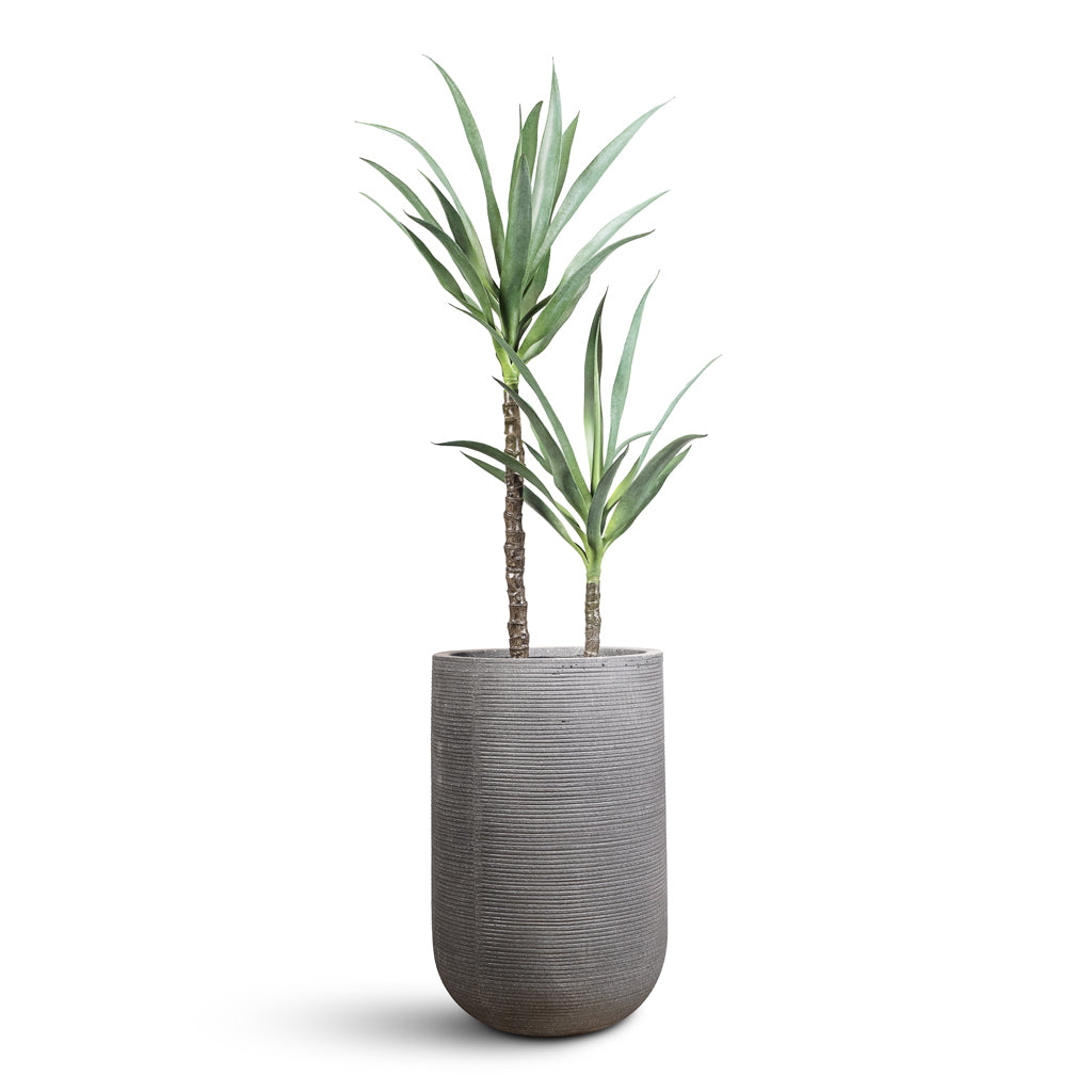Yucca Artificial 110cm (2 stems)  In Cody Ridged Tall Planter Dark Grey 35x55cm