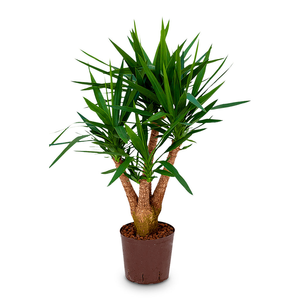 Yucca Branched HydroCare 18/19x70cm