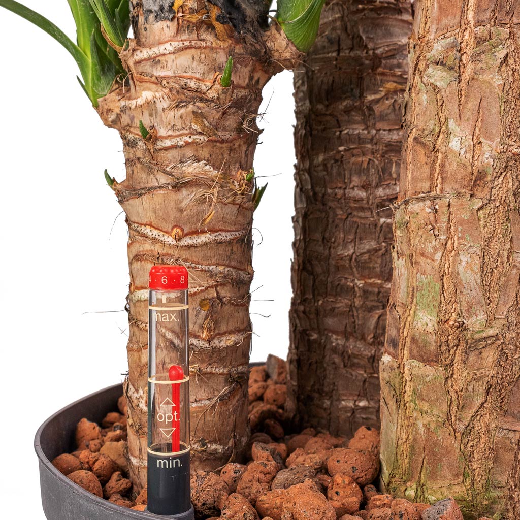 Yucca - HydroCare - 22/19 x 140cm (3 Stems)