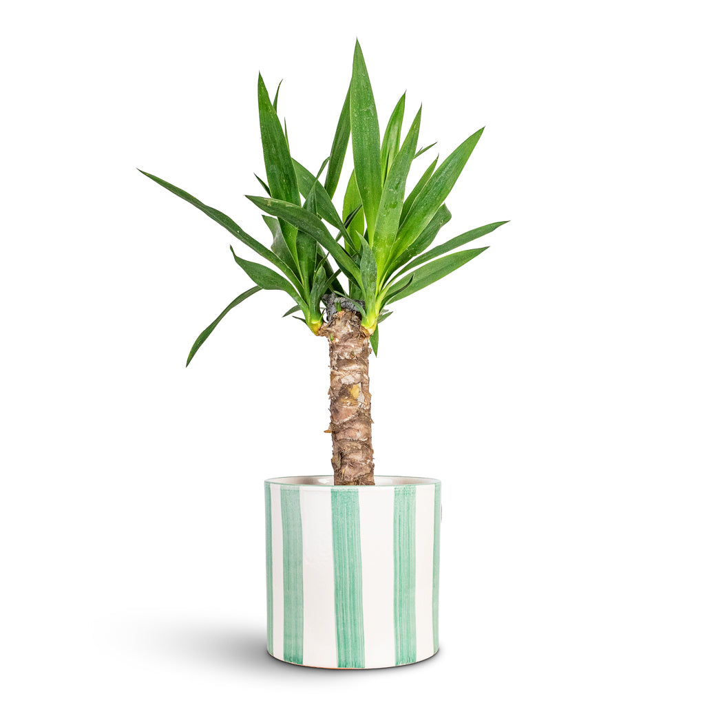 Yucca elephantipes 14x60cm House Plant In Paros Painted Pot Green Stripe 17x16.5cm