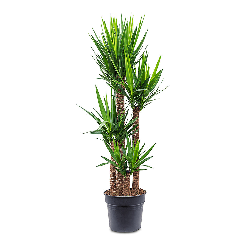 Yucca elephantipes 34x160cm (4 stems)