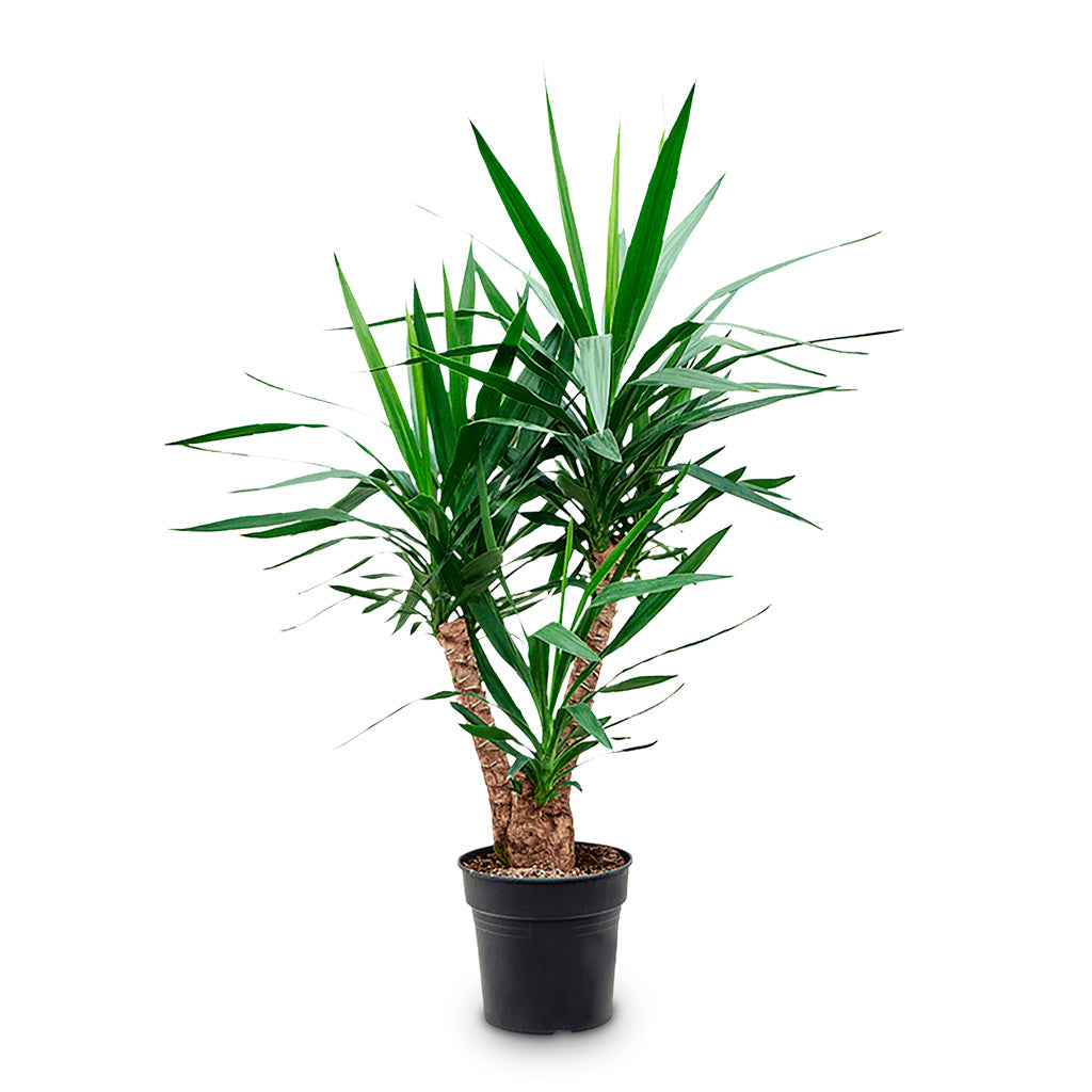 Yucca elephantipes Branched 34x180cm