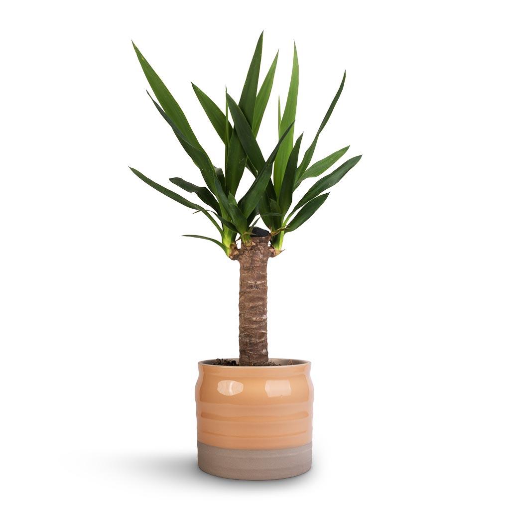 Yucca elephantipes - Spineless Yucca & Puro Ripple Plant Pot - Peach