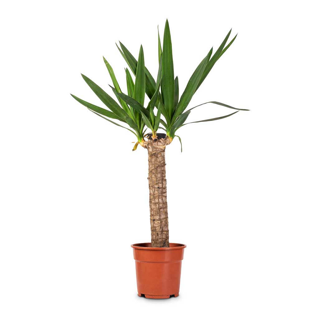 Yucca elephantipes - Spineless Yucca - 17 x 70cm