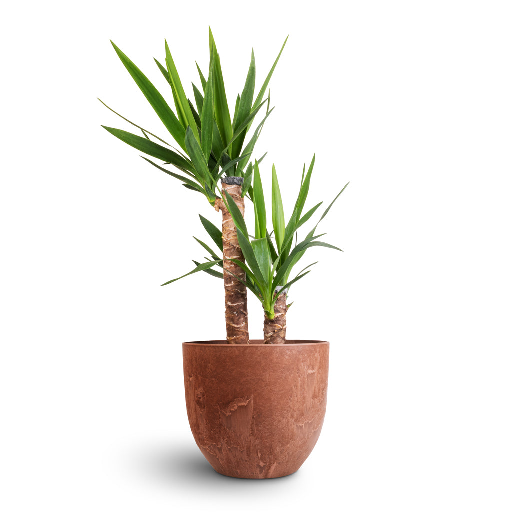 Yucca elephantipes - Spineless Yucca