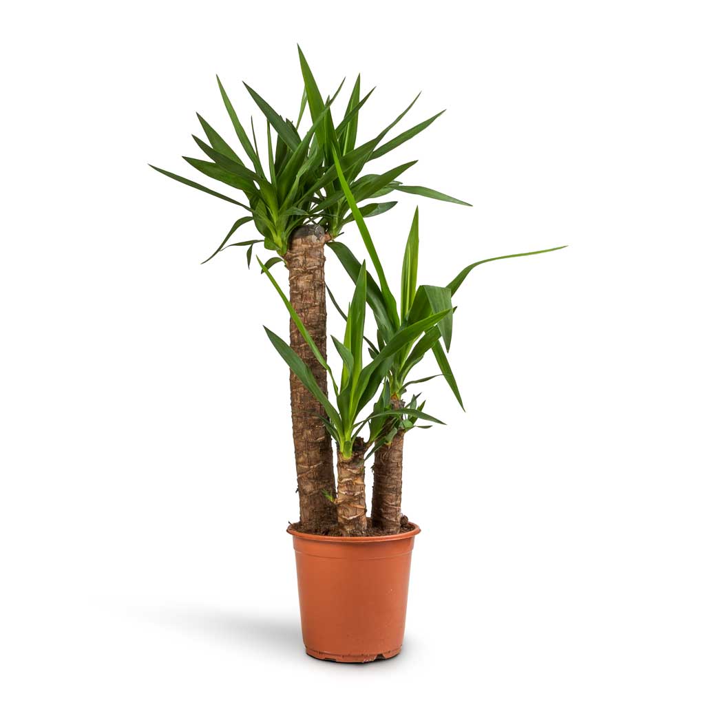 Yucca elephantipes - Spineless Yucca