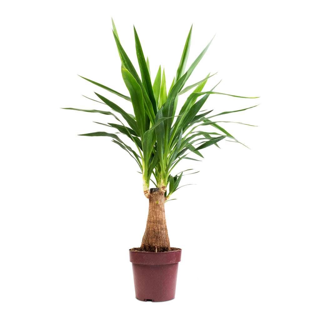 Yucca elephantipes - Thick Trunk - 19 x 80cm