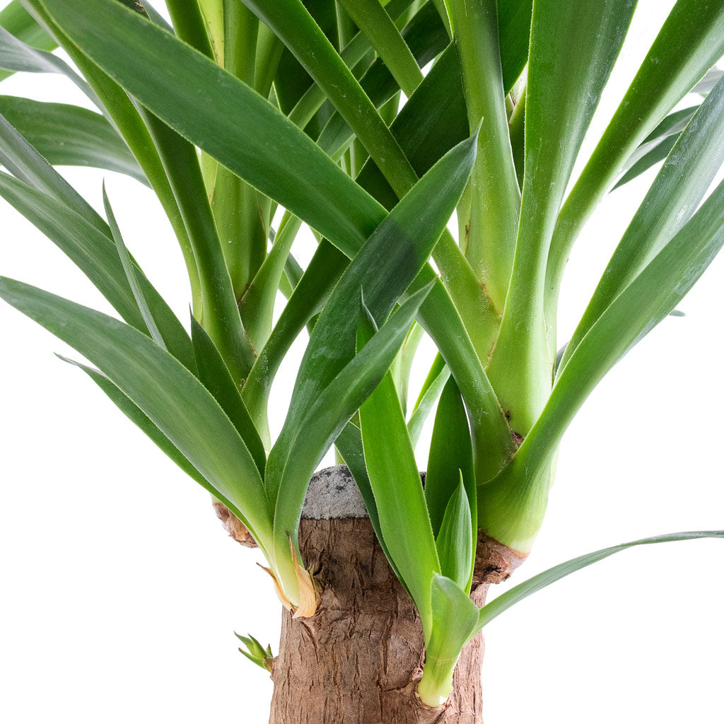 Yucca elephantipes - Thick Trunk & Lindy Plant Pot - Black