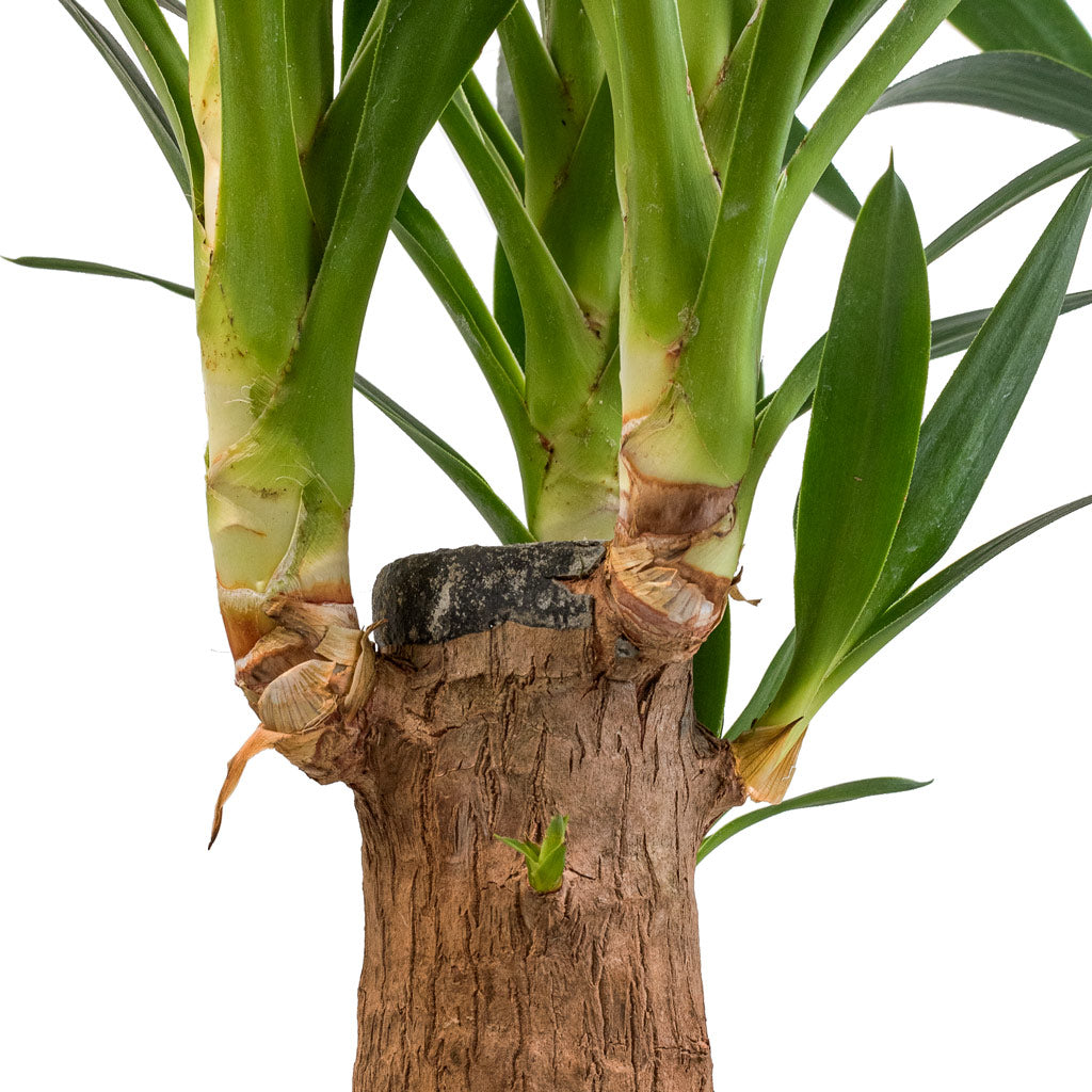 Yucca elephantipes - Thick Trunk