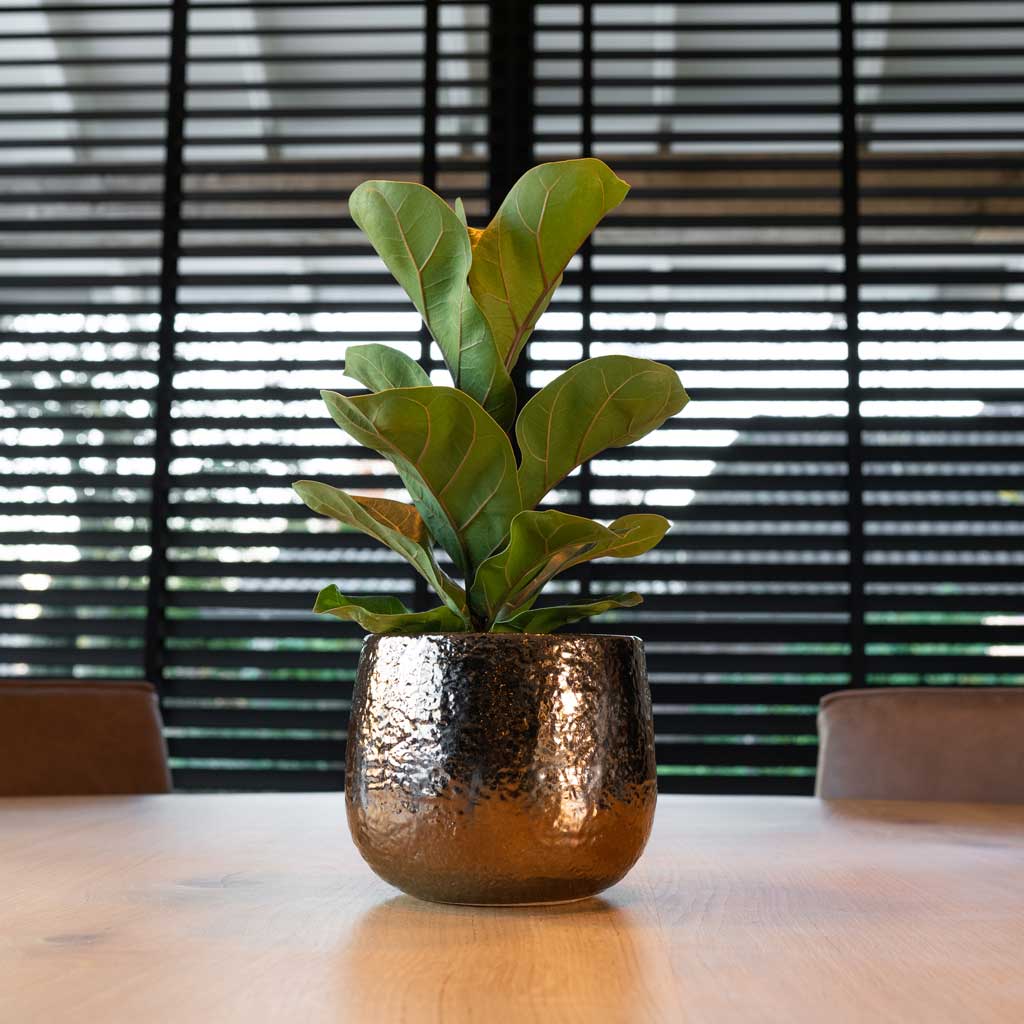 Yvette Plant Pot - Gold & Ficus lyrata Bambino - Dwarf Fiddle Leaf Fig