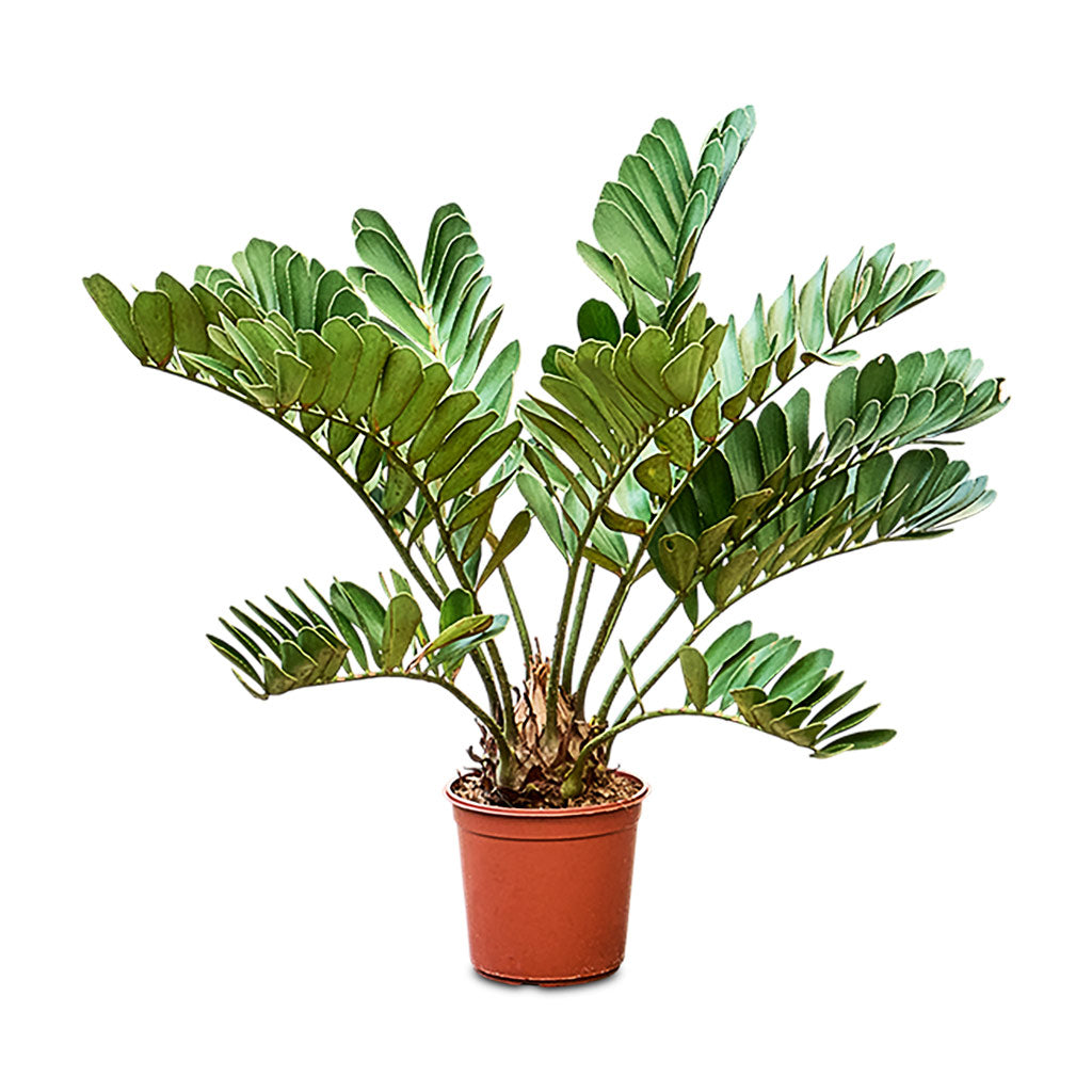 Zamia furfuracea Cardboard Palm 24x80cm