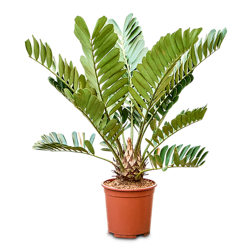 Zamia furfuracea Cardboard Palm 27x90cm