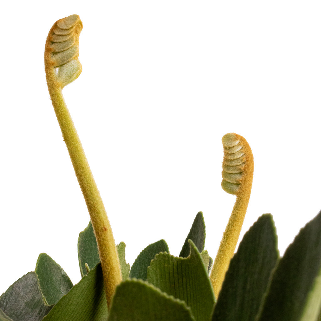 Zamia furfuracea - Cardboard Palm New Growth