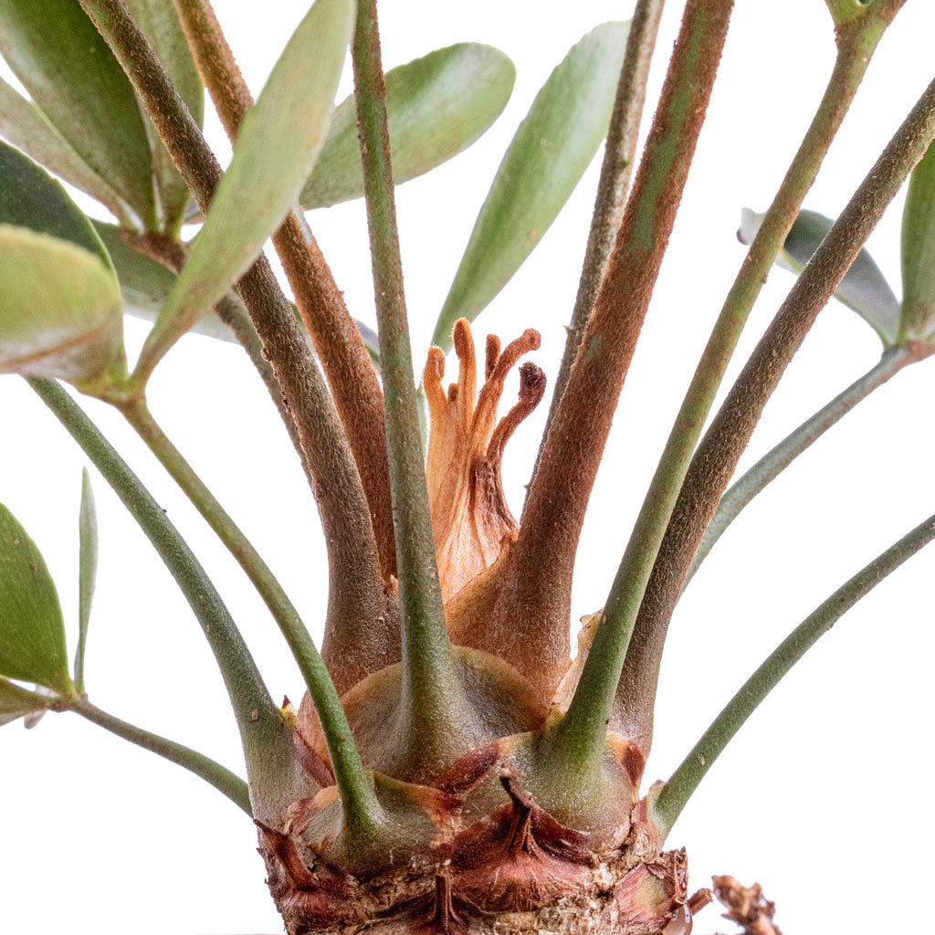Zamia furfuracea Cardboard Palm 12x45cm & Iris Plant Pot Turquoise - 15x14cm