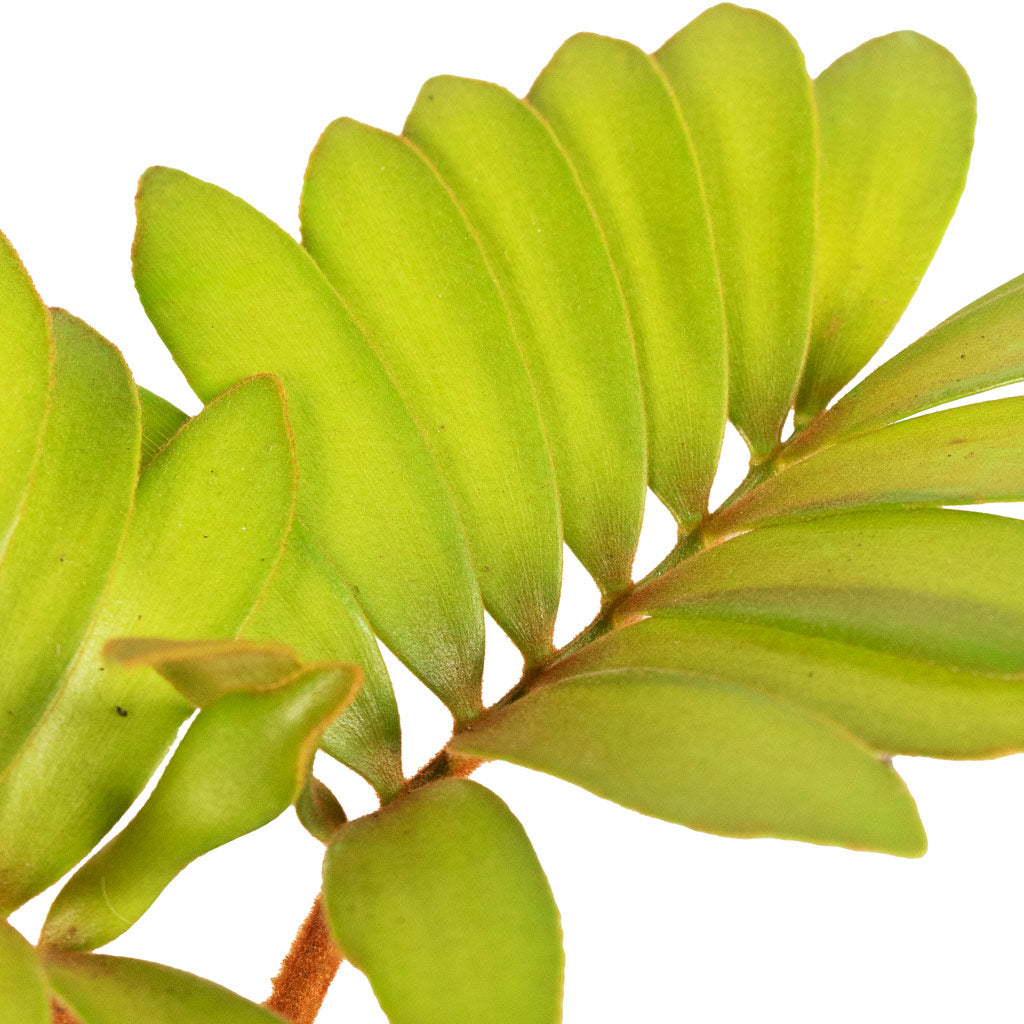 Zamia furfuracea - Cardboard Palm