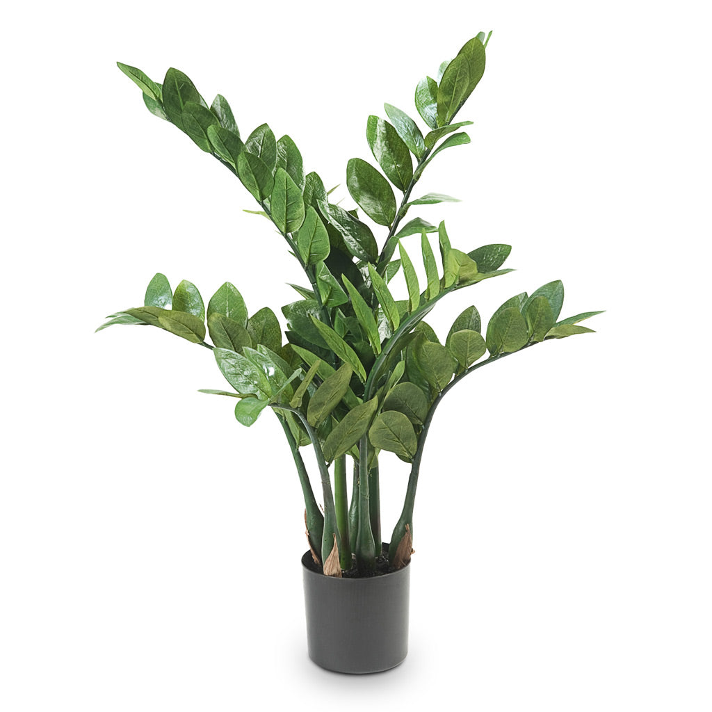 Zamioculcas Zamiifolia ZZ - Artificial - 70cm - (7 Stems)