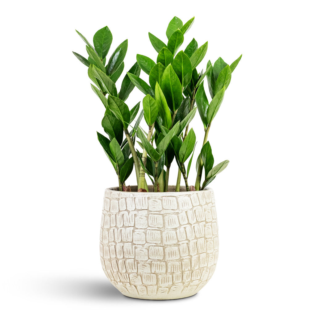 Zamioculcas zamiifolia 14x40cm House Plant In Renzo Pot Sand 18x16cm