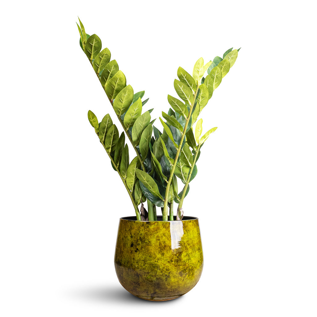 Zamioculcas zamiifolia ZZ Artificial 70cm _7 stems_ In  Emmie Metal Pot Mystic Yellow 23x20cm