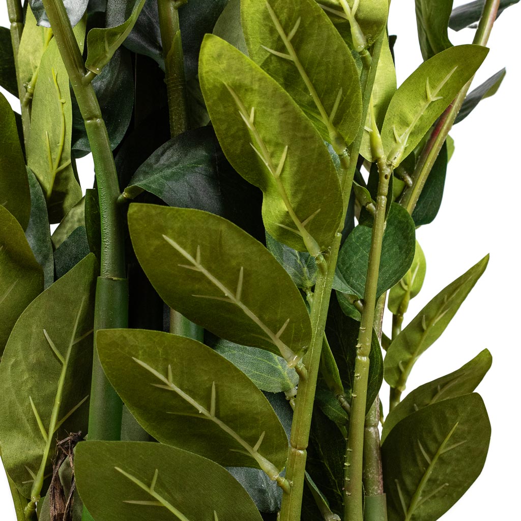 Zamioculcas zamiifolia ZZ Artificial Close Up Of Stems And Leaves 