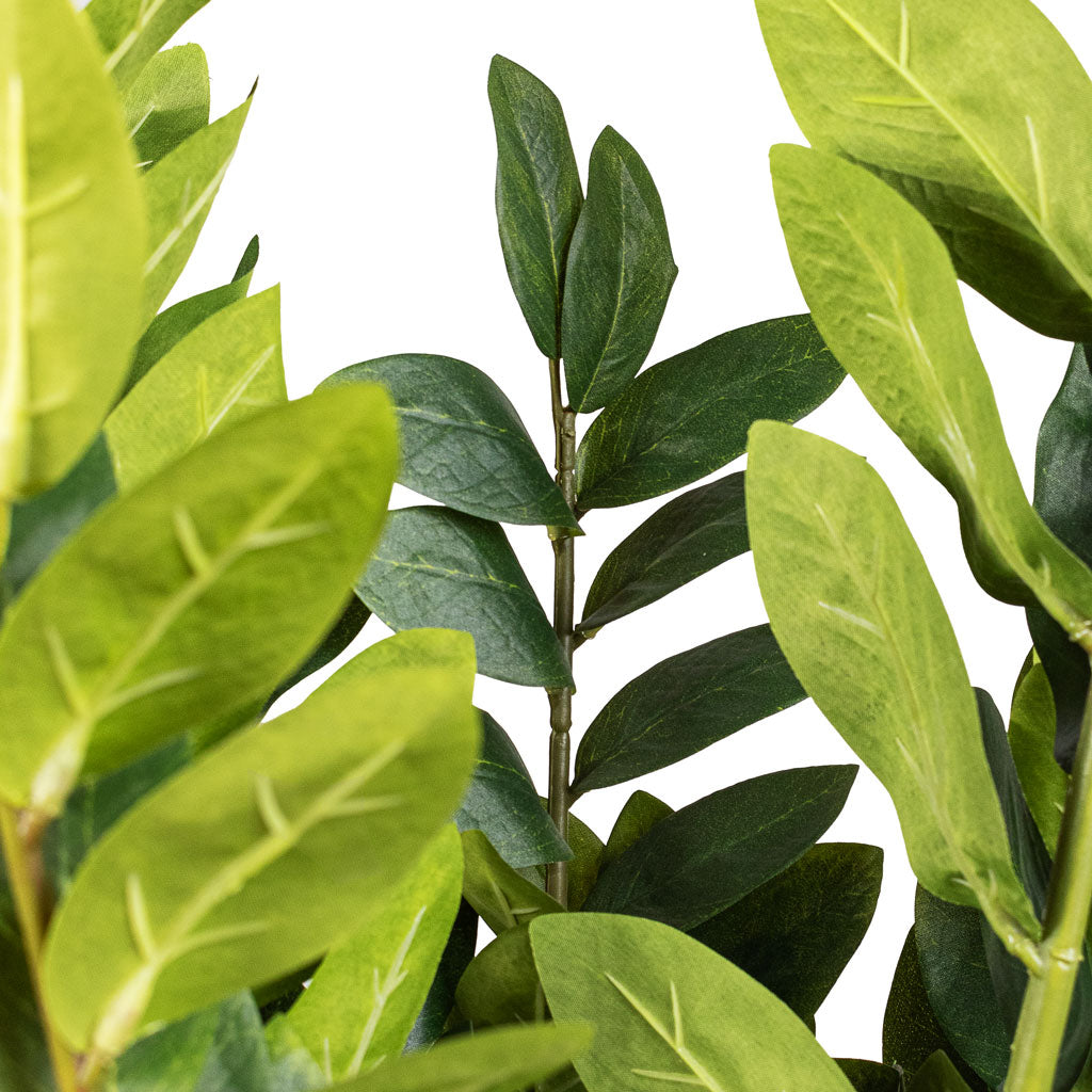 Zamioculcas zamiifolia ZZ Artificial Close Up Of Leaves 