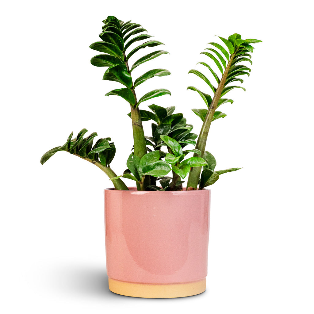 Zamioculcas zamiifolia Zenzi 14x45cm Saske Pot Pastel Rose 18x17cm