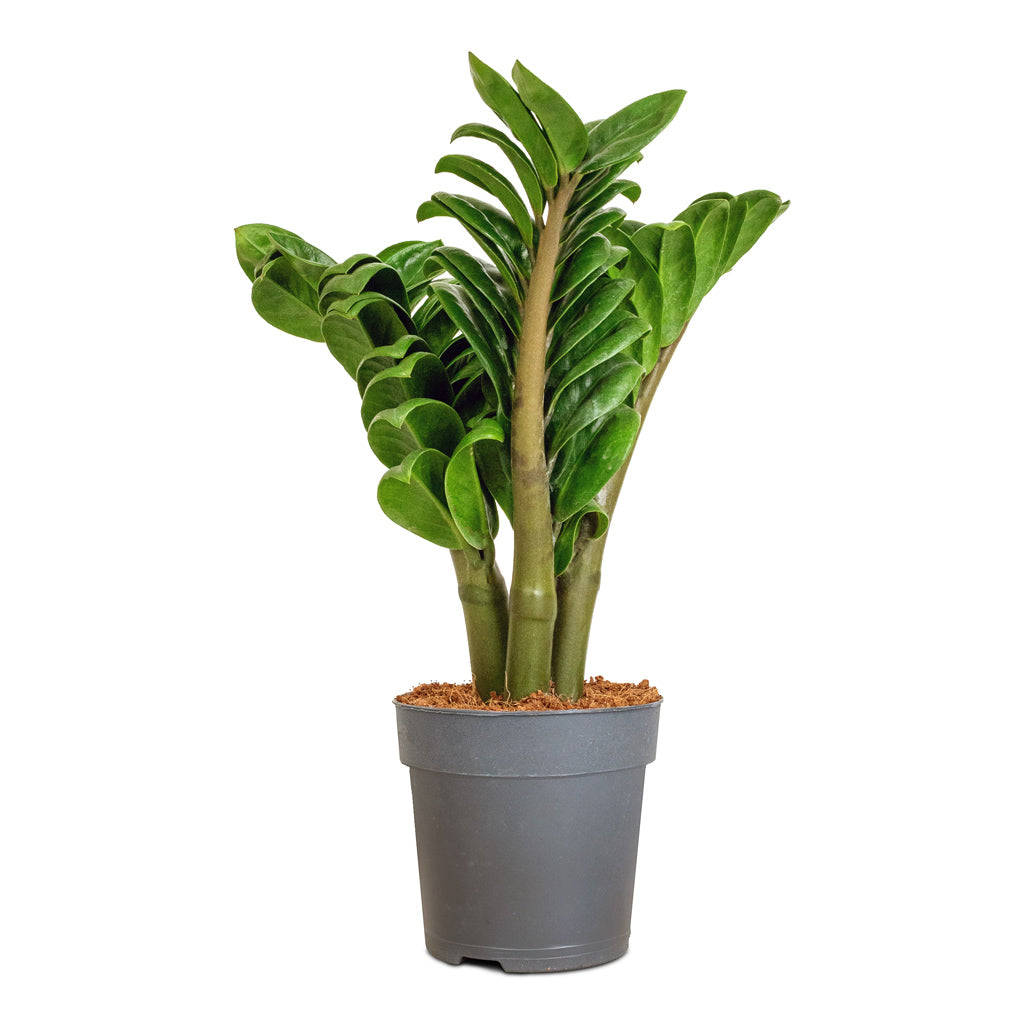 Zamioculcas zamiifolia Zenzi - Zenzi ZZ Plant - 11 x 30cm