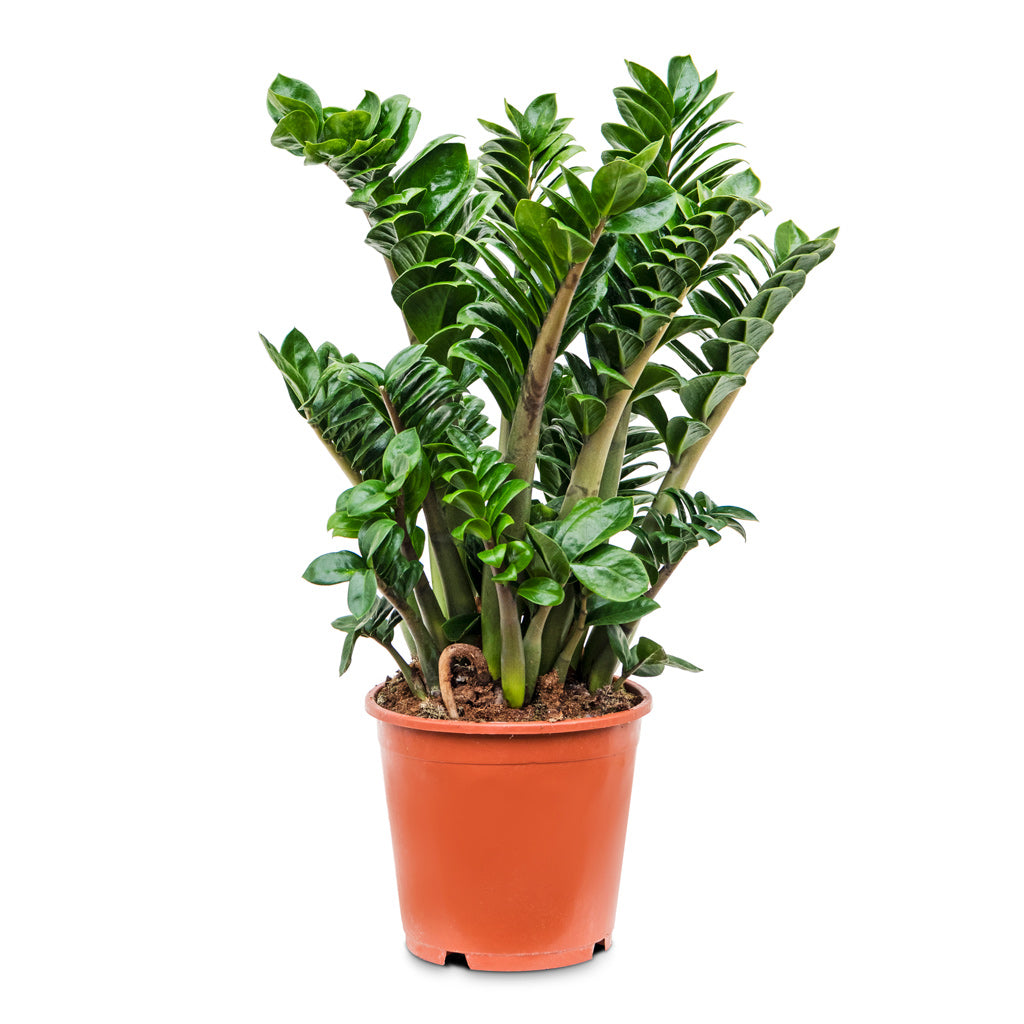 Zamioculcas zamiifolia Zenzi - Zenzi ZZ Plant - 21 x 65cm