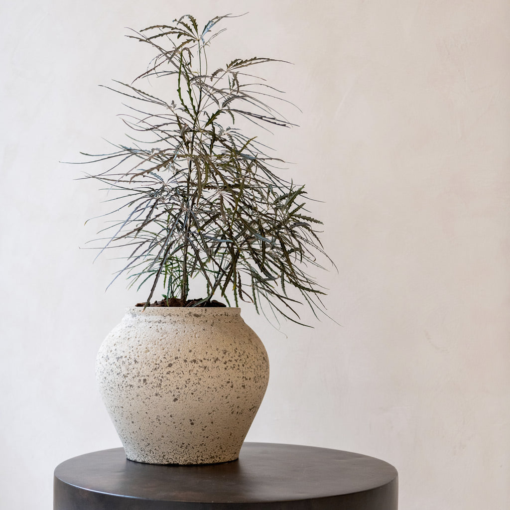 Zeus Mediterranean Planter - Chalk White &  Houseplant Display