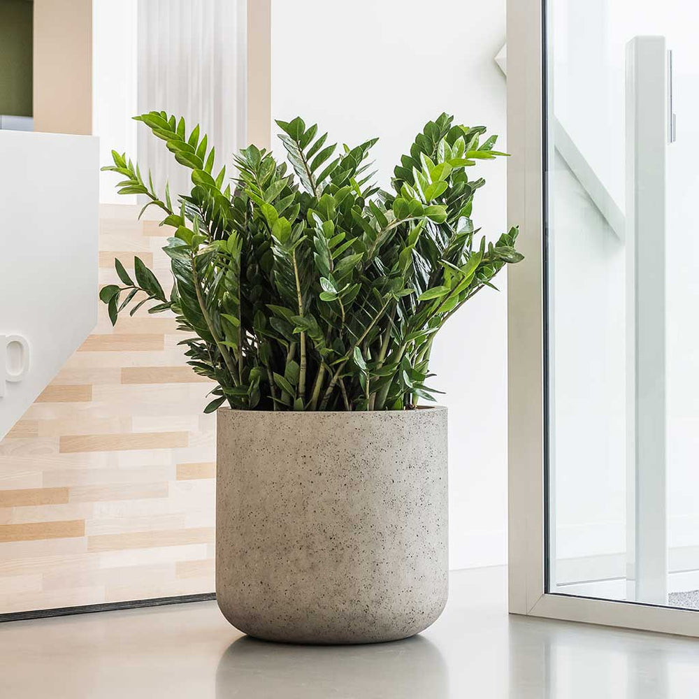 Easy care guides and maintenance checklists for looking after office plants for non-horticulturists.
