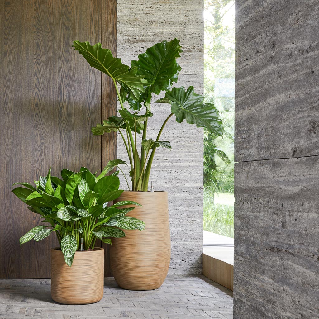 Dune Cement Stone Planters