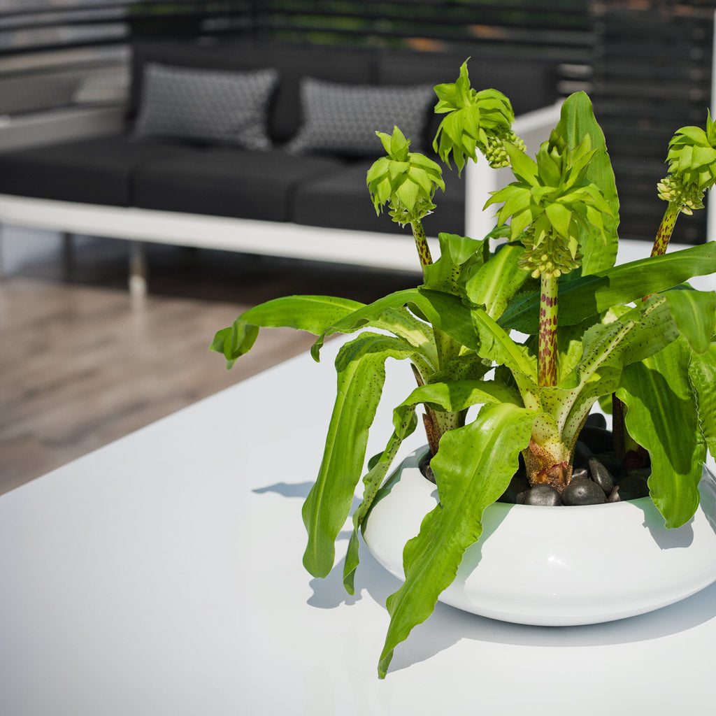Tara Essentials Bowl Planter - Matt White XL