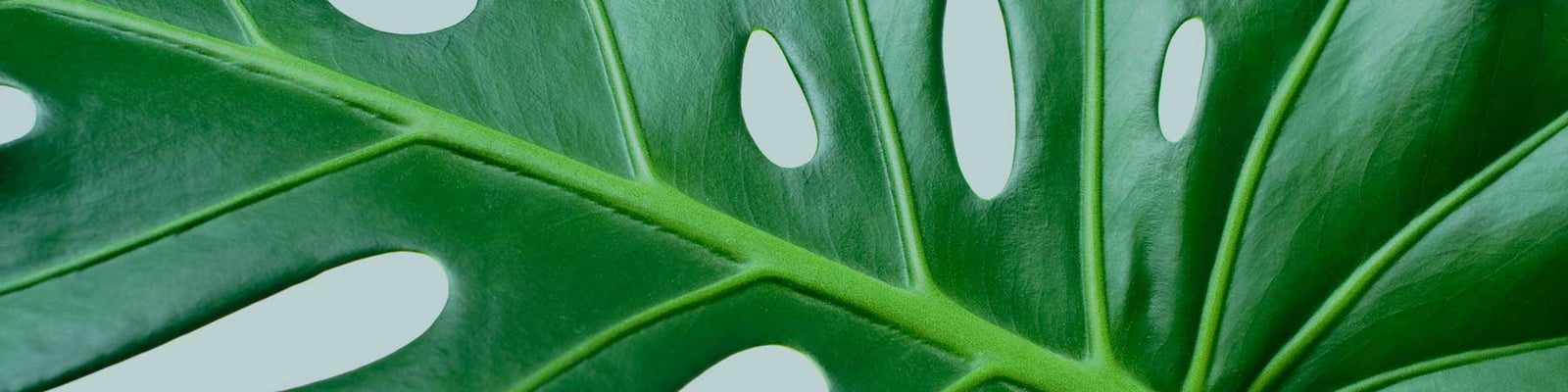Hortology - The Online Indoor Plant Experts