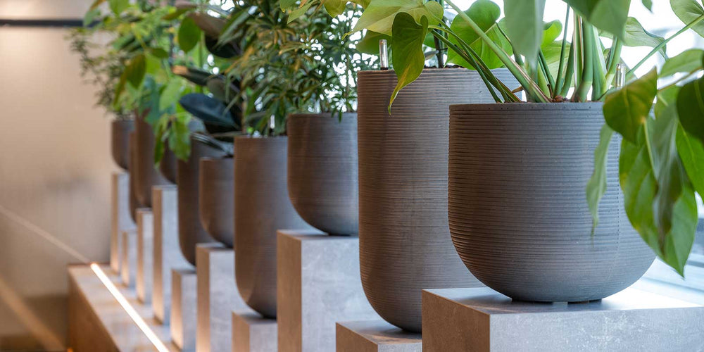 Office Plants for Business
