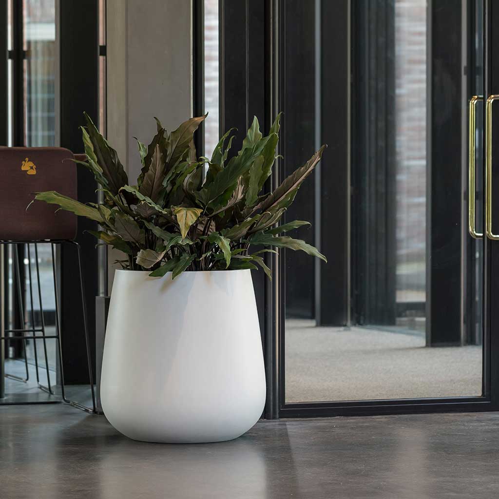 Pax Planter Essential Matte White Office Plants